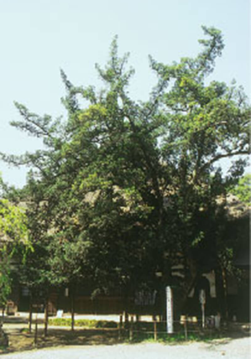 茂林寺 のラカンマキ